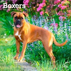 Boxers International Edition | 2026 12 x 24 Inch (Hanging) Monthly Square Wall Calendar | Plastic-Free
