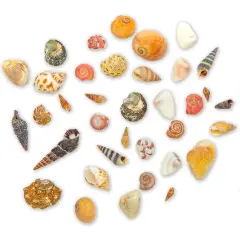 Tiny Sea Shells Mixed Ocean Beach Spiral Seashells Craft Charms for Home Decorations, Beach Theme Party, Candle Making, Wedding Decor, DIY Crafts, Fish Tank and Vase Filler(1-2.5cm),680-700pcs