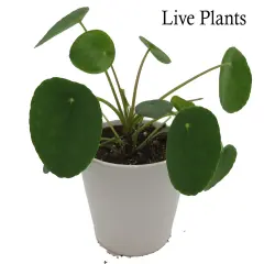 Chinese Money Plant -Pass It On Plant- Pilea peperomioides-4" Ceramic Pot