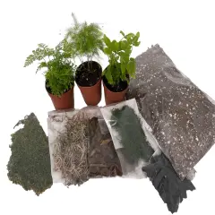 Hirt's Terrarium Kit with 3 Live Mini Ferns in 2" Pots