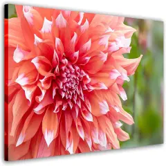 Paint by Numbers for Adults Beginner Students Canvas ONLY, Ideal Gift Choice for Birthday,Easter Day,Mother's Day