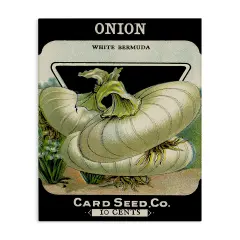 Stupell Industries Vintage Gardening Onion Canvas By Lil' Rue