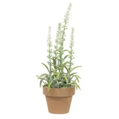 Potted Flowering Sage White