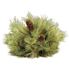 Silver Fir Half Sphere 12"