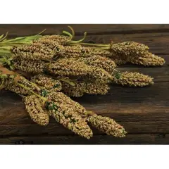 Millet Heather Bush Mustard
