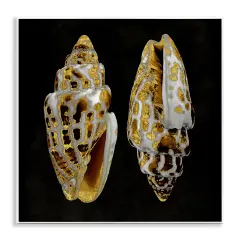 Stupell Industries Spotted Cowrie Shells Wall Plaque Art Design by Caroline Kelly