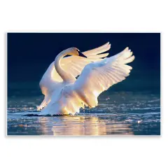 Stupell Industries Sunset Symphony Swan Wall Plaque Art Design by Shane Lamb