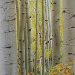 Cracklin' Birch - Candle Fragrance Oil