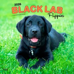 Black Labrador Retriever Puppies | 2026 12 x 24 Inch (Hanging) Monthly Square Wall Calendar | Plastic-Free
