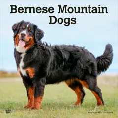 Bernese Mountain Dogs | 2026 12 x 24 Inch (Hanging) Monthly Square Wall Calendar | Plastic-Free