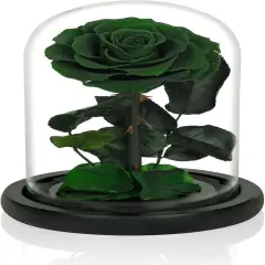 Handmade Preserved Roses in Glass Dome, Long lasting Green Roses Real, Flowers for Women