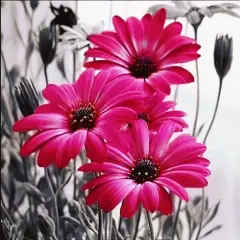 Paint by Numbers kit for Adults Beginner DIY Oil Painting by Number Kit Flowers 16x20 Inches Drawing Colorful Paintworks Without Frame