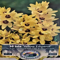 Yellow Emperor African Corn Lily 30 Bulbs - Ixia - 5/+ cm Bulbs