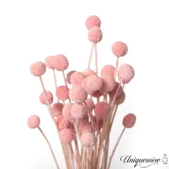 Uniquewise Preserved Real Floral Stems Chic Vase Fillers & Accents for Bouquets Centerpieces & Ornamental Displays Ideal for Home Office Boutique Cafe Resto Bar and Event Decor Pink billy buttons