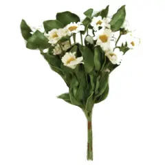 Cream Country Daisy Bush