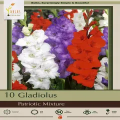Patriotic Mix Large Flowering Gladiolus - 10 Bulbs 12/14cm