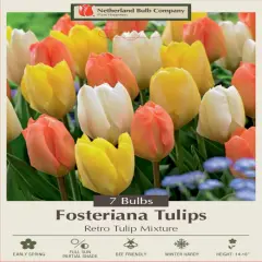 Retro Emperor Tulip Mix 7 Bulbs - 12/+ cm Bulbs