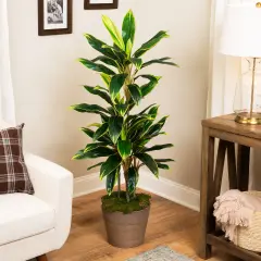 Northlight Real Touch&trade;️Artificial Potted Two Tone Dracaena Plant - 4.5' Green