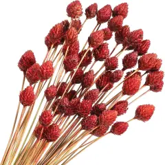 60 Pcs 16" Red Dried Flowers
