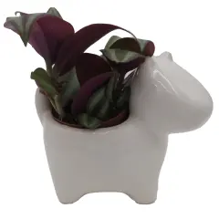 Dog Ceramic Planter with Surprise Terrarium Plant -3" Pot