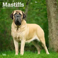 Mastiffs | 2026 12 x 24 Inch (Hanging) Monthly Square Wall Calendar | Plastic-Free