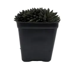 Crested Sedum- 2.5" Pot