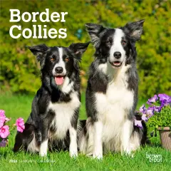 Border Collies | 2026 7 x 14 Inch (Hanging) Monthly Mini Wall Calendar