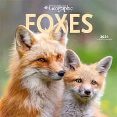 Canadian Geographic Foxes OFFICIAL | 2026 12 x 24 Inch (Hanging) Monthly Square Wall Calendar