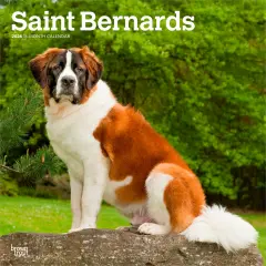 Saint Bernards | 2026 12 x 24 Inch (Hanging) Monthly Square Wall Calendar | Plastic-Free
