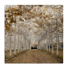 Stupell Industries White Gold Birch Grove Canvas, design by Assaf Frank