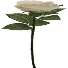Champagne Chic: 20" Realistic Silk Champagne Rose Bud Stem - 12 Piece Set - Elevate Your Event Decor with these Stylish Flowers