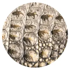 Alligator Skin Car Coasters, Ceramic Stone Drinks Coaster Set for Women Man 2.56" (2 Pack)