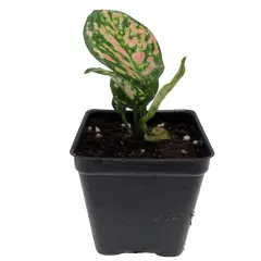 Red Lady Valentine Chinese Evergreen Plant - Aglaonema - 2.5" Pot