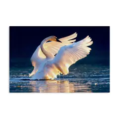 Stupell Industries Sunset Symphony Swan Canvas Wall Art Design by Shane Lamb