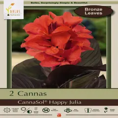 Happy Julia CannaSol - Tropical Orange - 2 Rhizomes - 3/5 Eyes