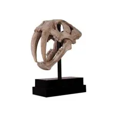 Saber Tooth Tiger Skull Life Size Statue