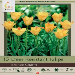 Bronze Charm Tulip 15 Bulbs - Very Hardy - 6/+ cm Bulbs