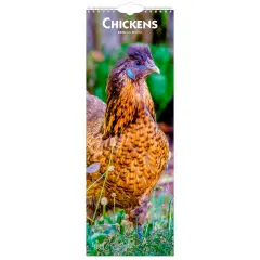 Chickens | 2026 5.7 x 16.5 Inch (Hanging) Monthly Slimline Wall Calendar