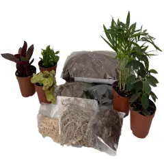 Hirt's Terrarium Kit with 5 Terrarium Plants in 2" Pots