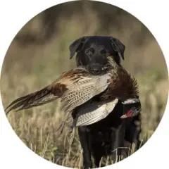 Pheasant Hunting with Dog Retrieving Ceramic Car Coaster Set 2.56" (2 Pack)