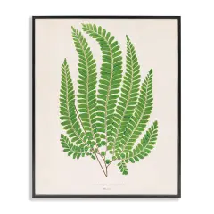Stupell Industries Cottage Ferns Study Framed Giclee Design by Phillipa Katz