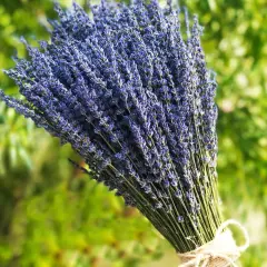 Lavender Dried Ultra Blue Bundles 200+ Stems (16" - 18" Long) for Home Decor, Crafts, Gift,Wedding or Any Occasion