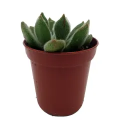 Firecracker Succulent Plant - Echeveria setosa - 2.5" Pot