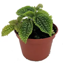 Moon Valley Plant - Pilea mollis - Vibrant & Unique Houseplant - 2" Pot