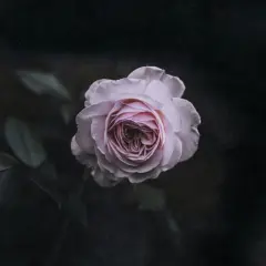 Rose Noir (Byredo&reg; type) - Premium Fragrance Oil