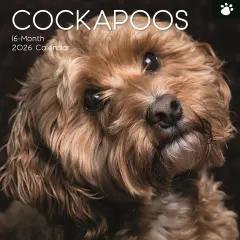 The Gifted Stationary 2026 Square Wall Calendar, Cockapoos, 16-Month Animals Theme Hanging Calendar with 180 Reminder Stickers, Month Planner for Home, or Creative Spaces, 12x12 In Multicolor