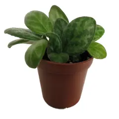 JV Mellow Yellow Asian Violet - Primulina - House Plant - 2.5" Pot