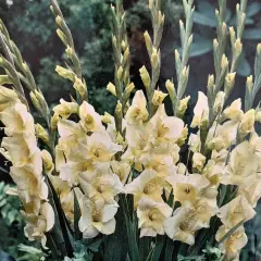 Charlotte Glamini Gladiolus 10 Bulbs - NEW! - Petite Buttery White - 10/12 cm