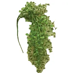 19" Light Green Hanging Pepper Grass Bush with Small Rounded Leaves