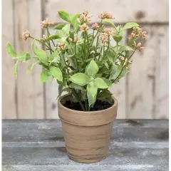Potted Happy Harmony 8"